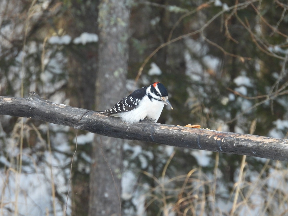 Hairy Woodpecker - ML646880292