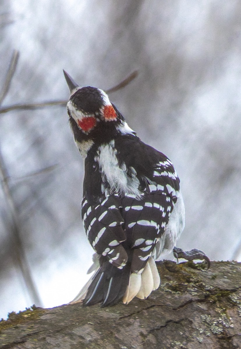 Hairy Woodpecker - ML646880293
