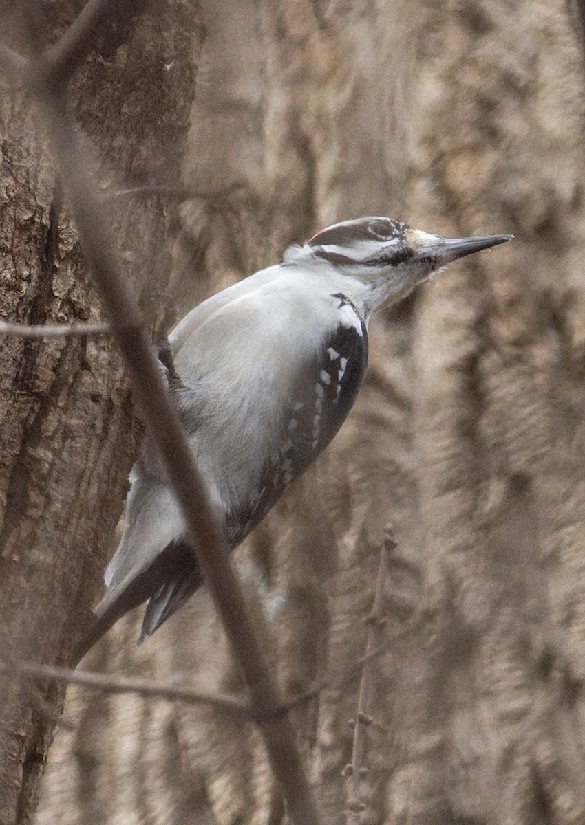 Hairy Woodpecker - ML646880294