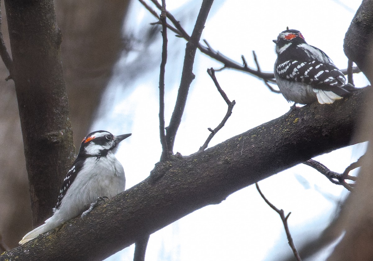 Hairy Woodpecker - ML646880295