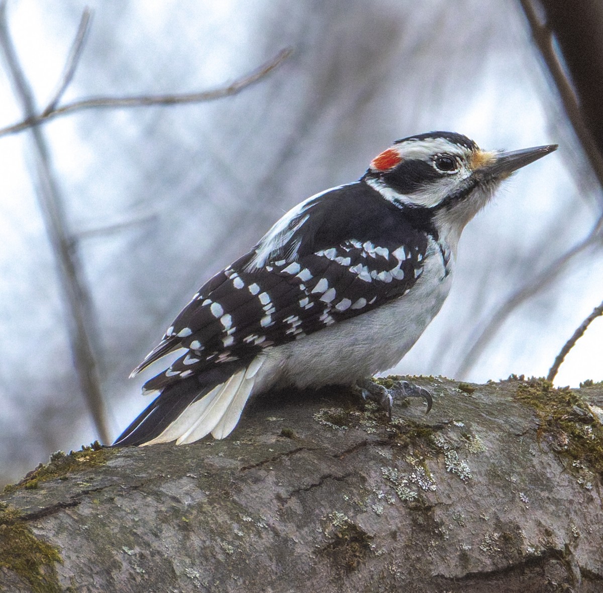 Hairy Woodpecker - ML646880298
