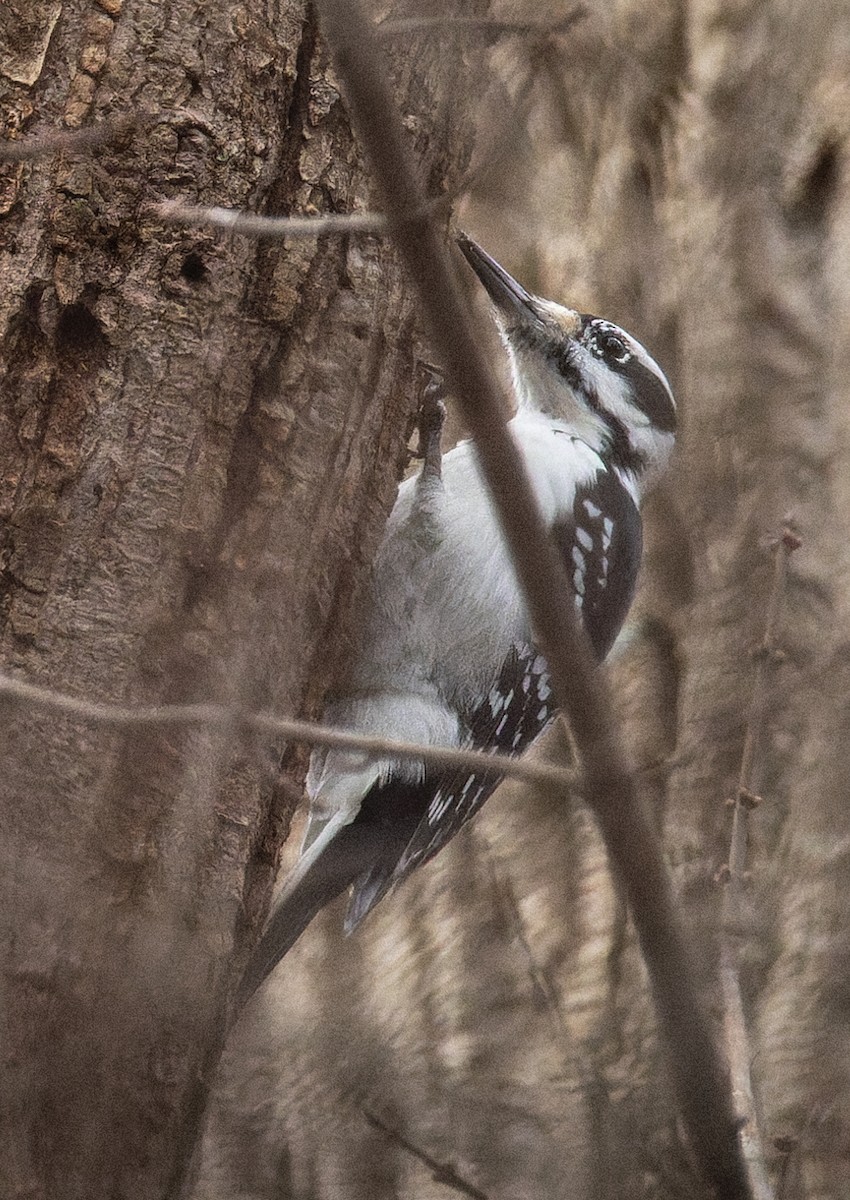 Hairy Woodpecker - ML646880299