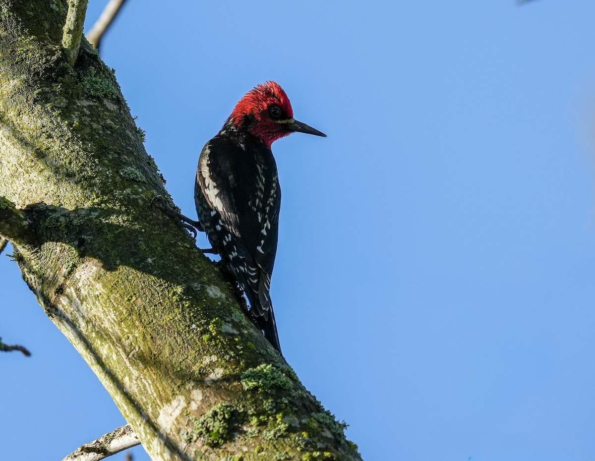 Дятел-смоктун червоноголовий - ML646880301