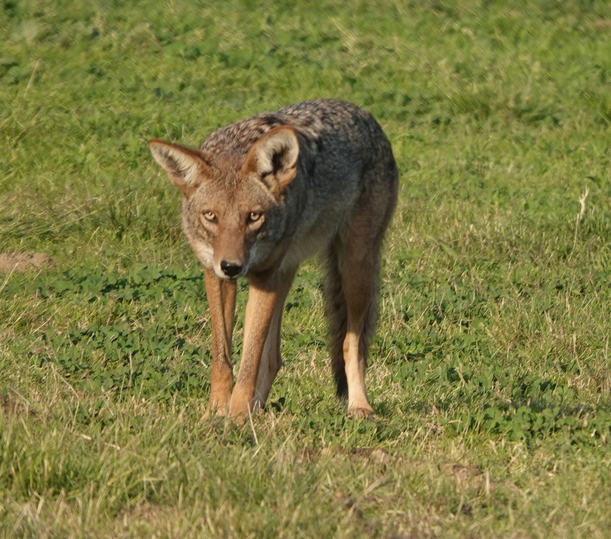 Coyote - ML646880302