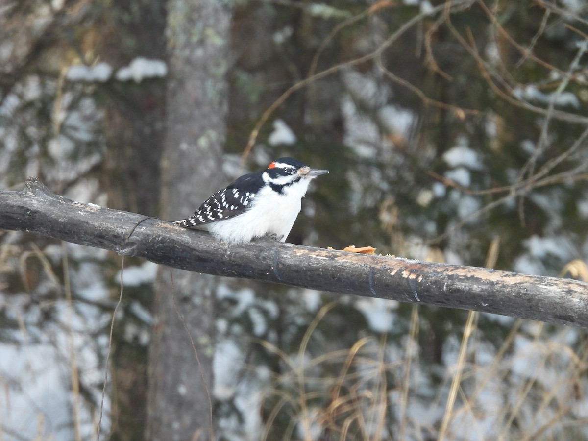 Hairy Woodpecker - ML646880304