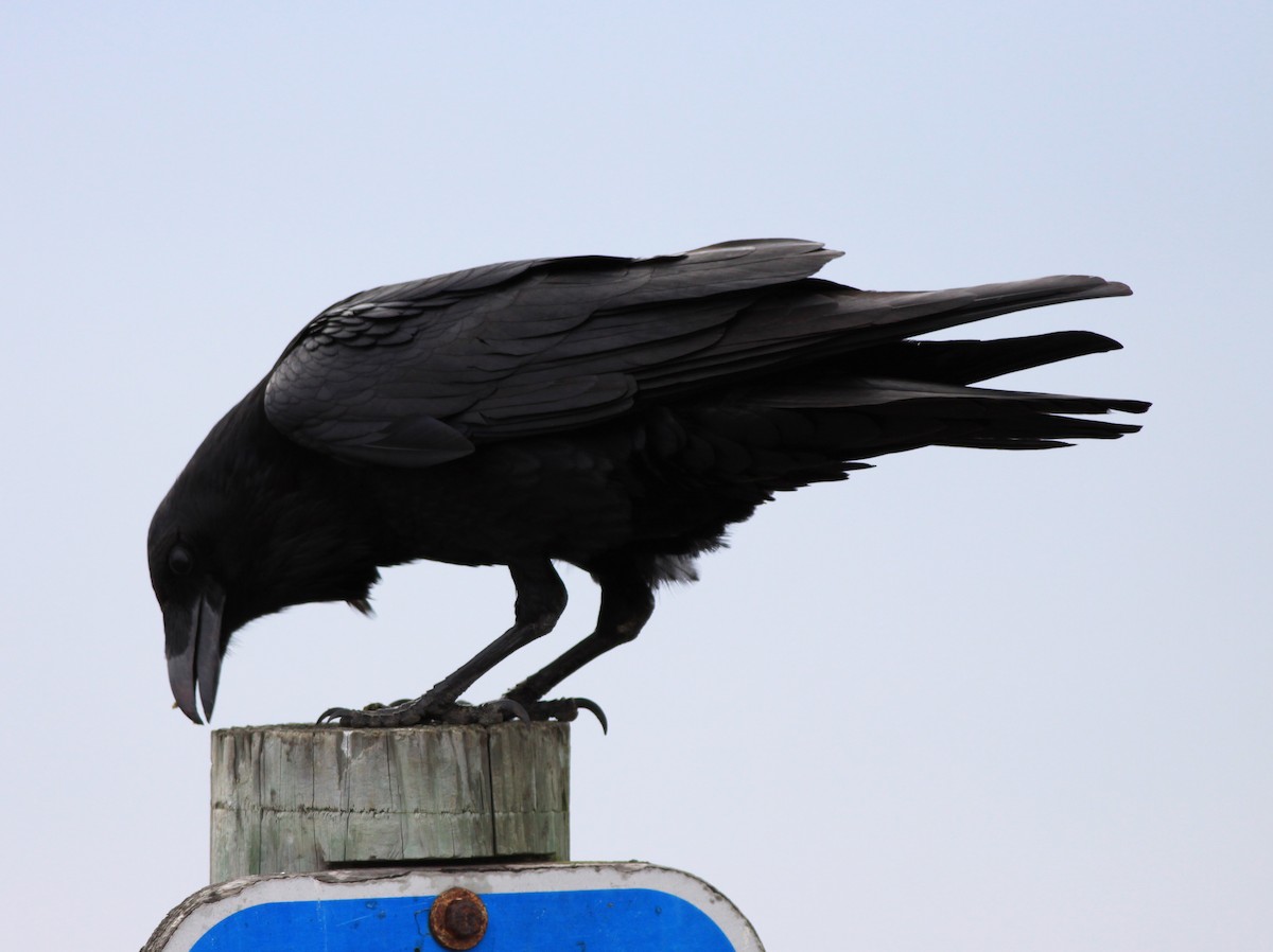 Ворон - ML646880305