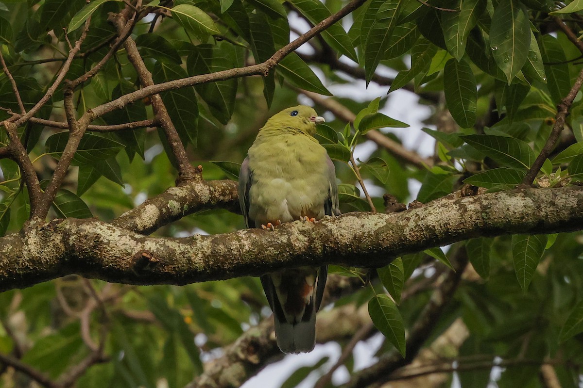 Madagascar Green-Pigeon - ML646880306