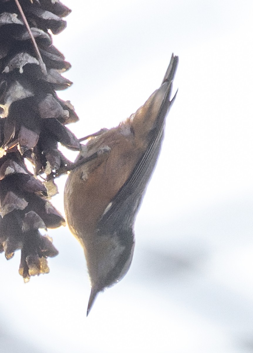 ムネアカゴジュウカラ - ML646880308