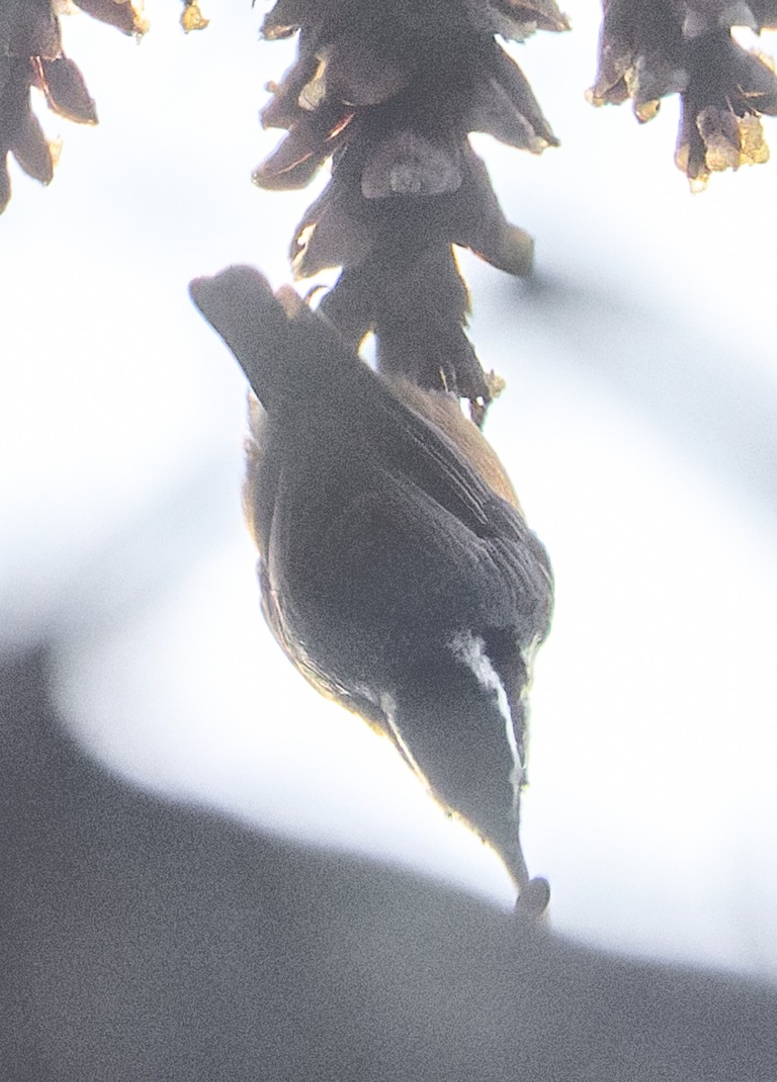 ムネアカゴジュウカラ - ML646880309