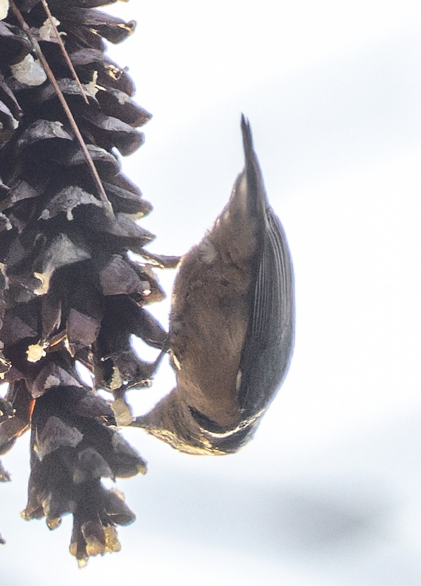 ムネアカゴジュウカラ - ML646880310