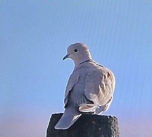 תור צווארון - ML646880311
