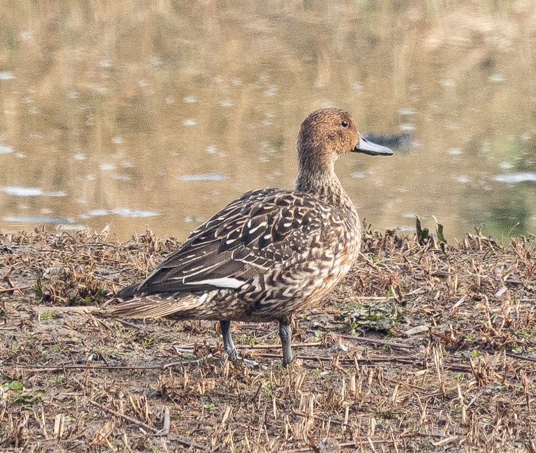Northern Pintail - ML646880312