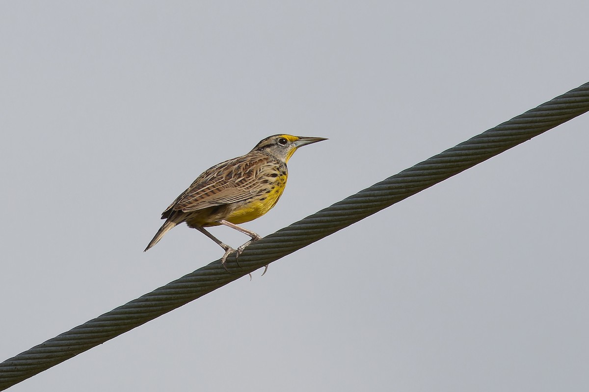 Sturnelle des prés - ML646880315