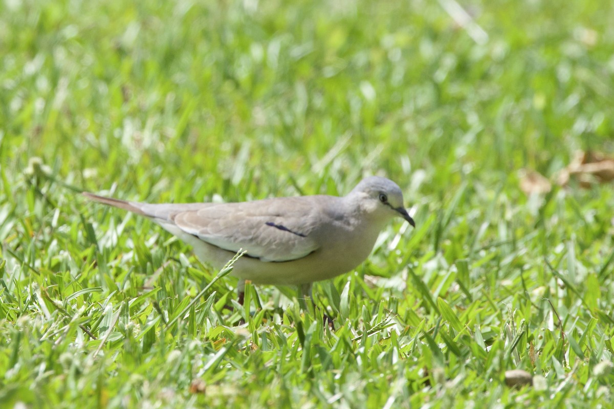 Picui Ground Dove - ML646880317