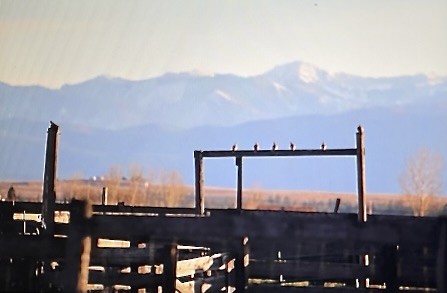 תור צווארון - ML646880319