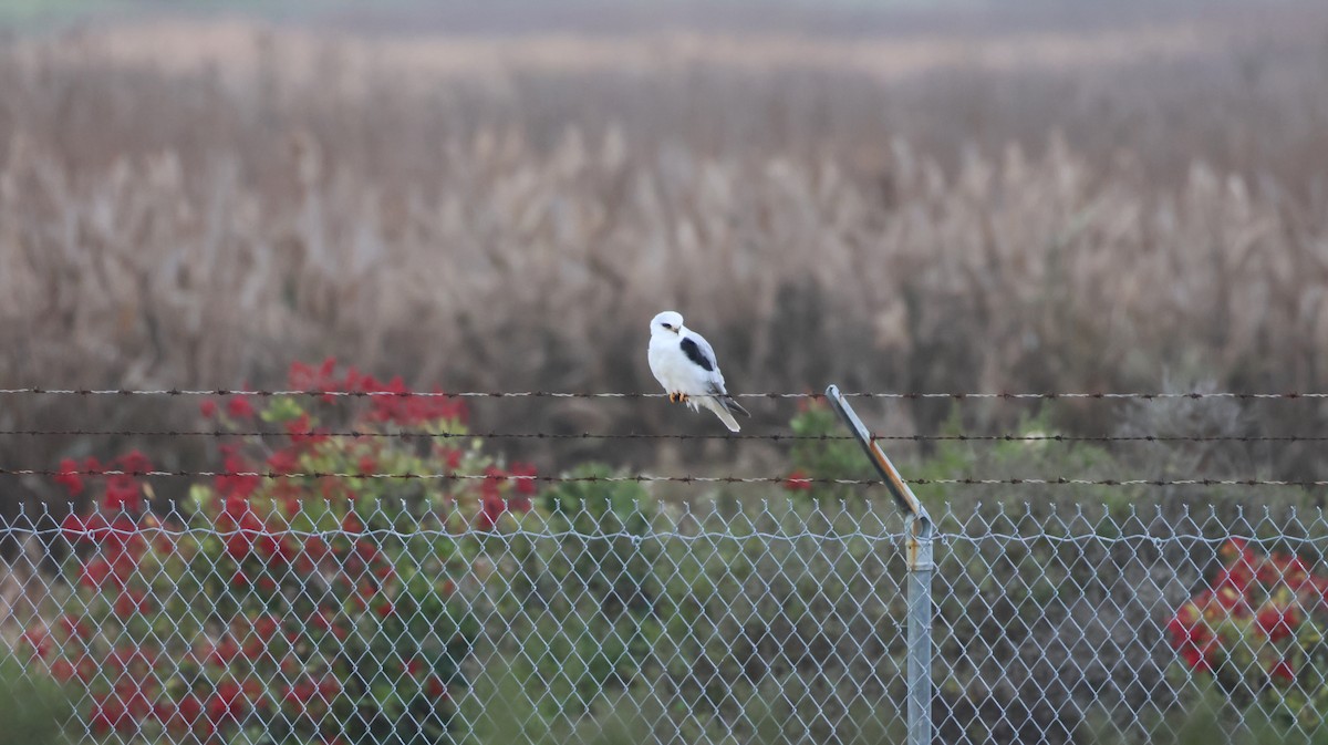 White-tailed Kite - ML646880322