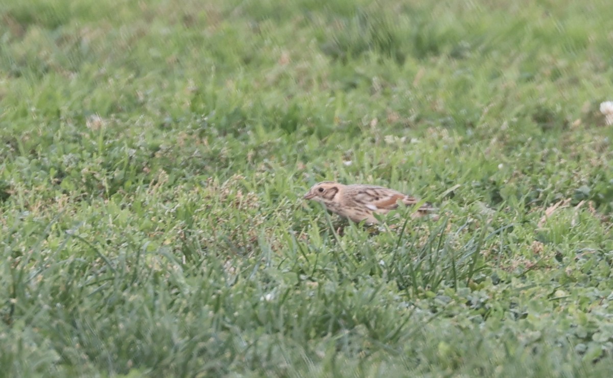 Подорожник лапландський - ML646880324