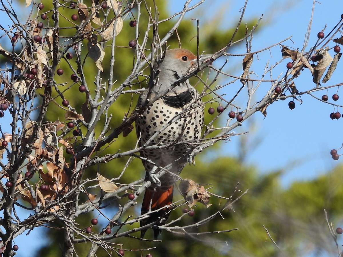 Altın Ağaçkakan [cafer grubu] - ML646880328