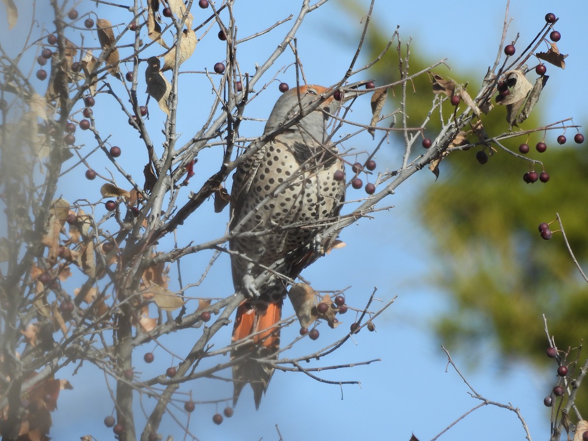 Altın Ağaçkakan [cafer grubu] - ML646880329