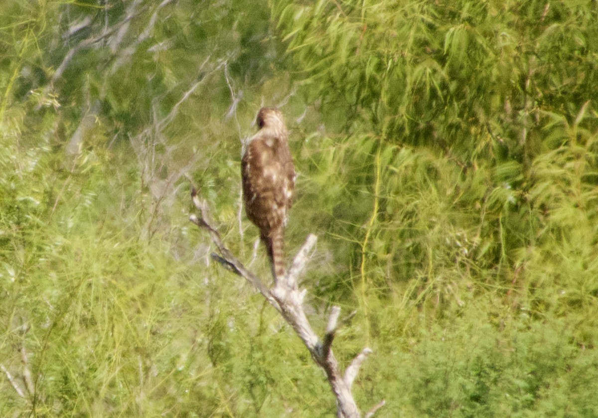 Канюк неоарктичний - ML646880331