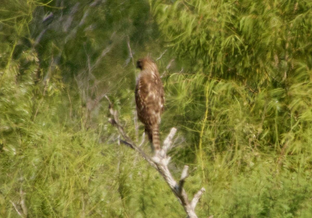 Канюк неоарктичний - ML646880332