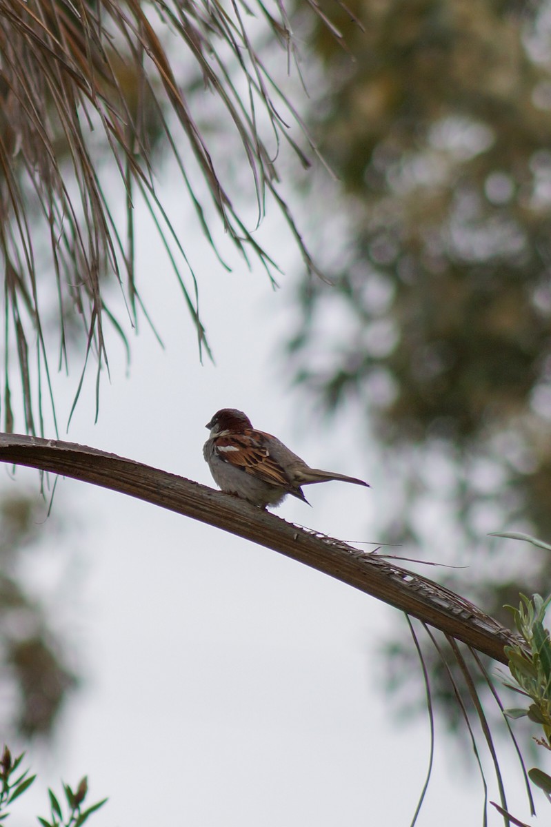 Gorrión Común - ML646880333