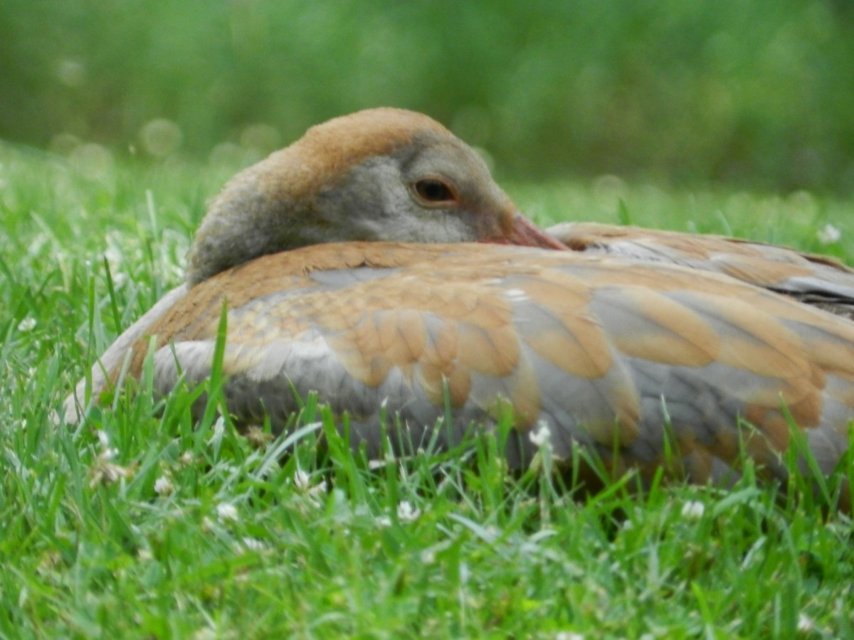 Sandhill Crane - ML646880334