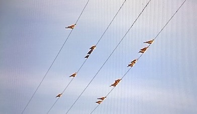 תור צווארון - ML646880335