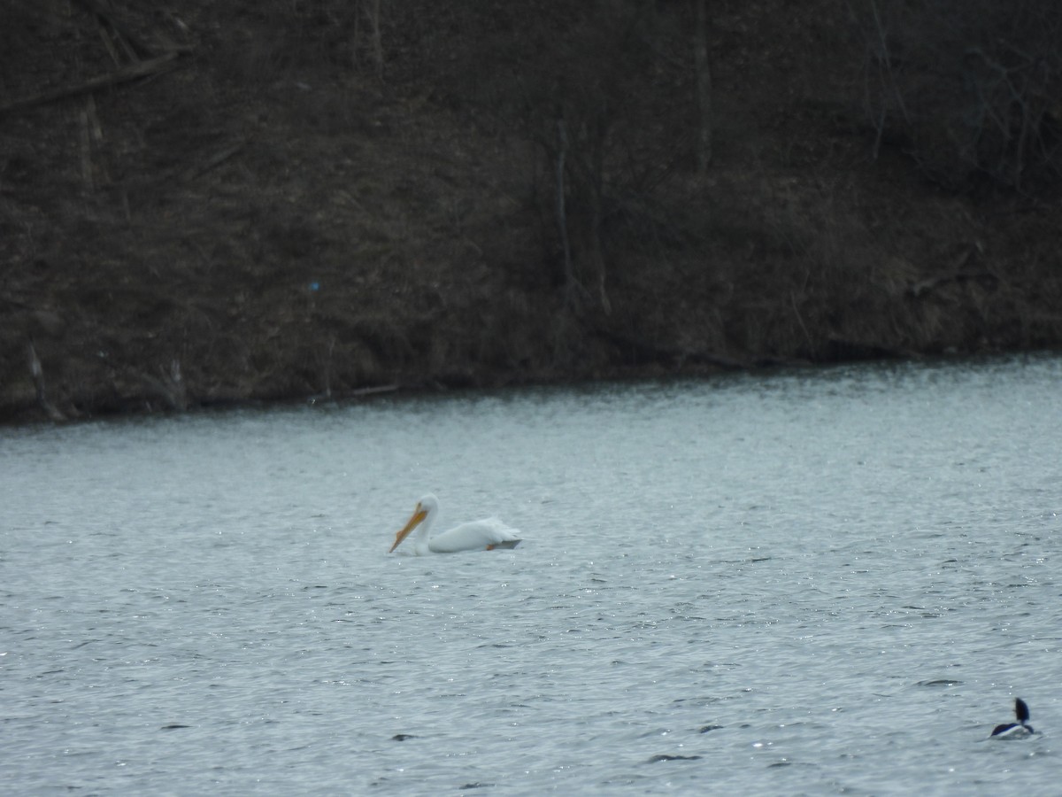 Пелікан рогодзьобий - ML646880336