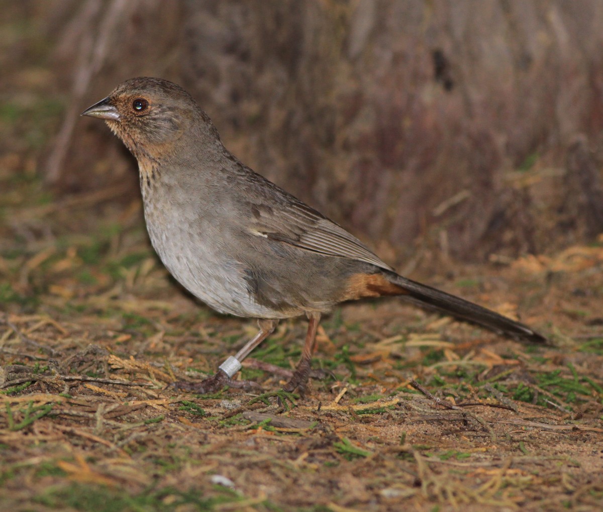 Тауї каліфорнійський - ML646880337