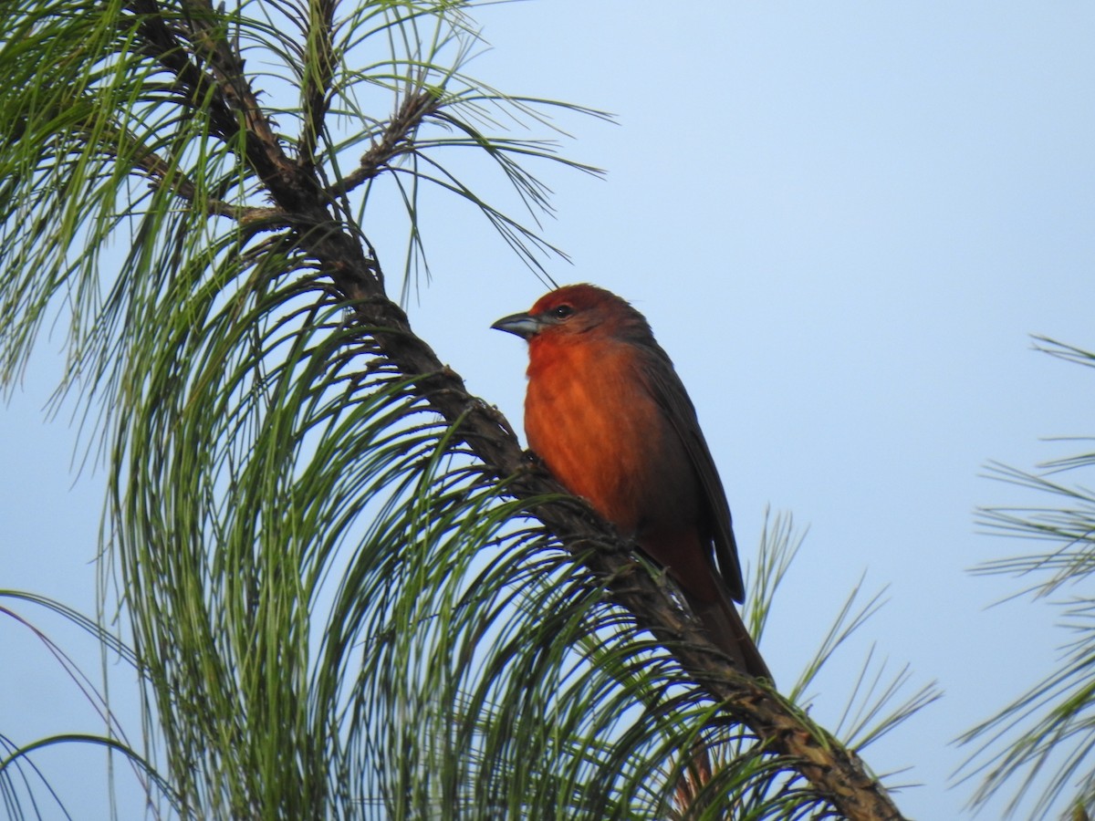 Піранга червона - ML646880340