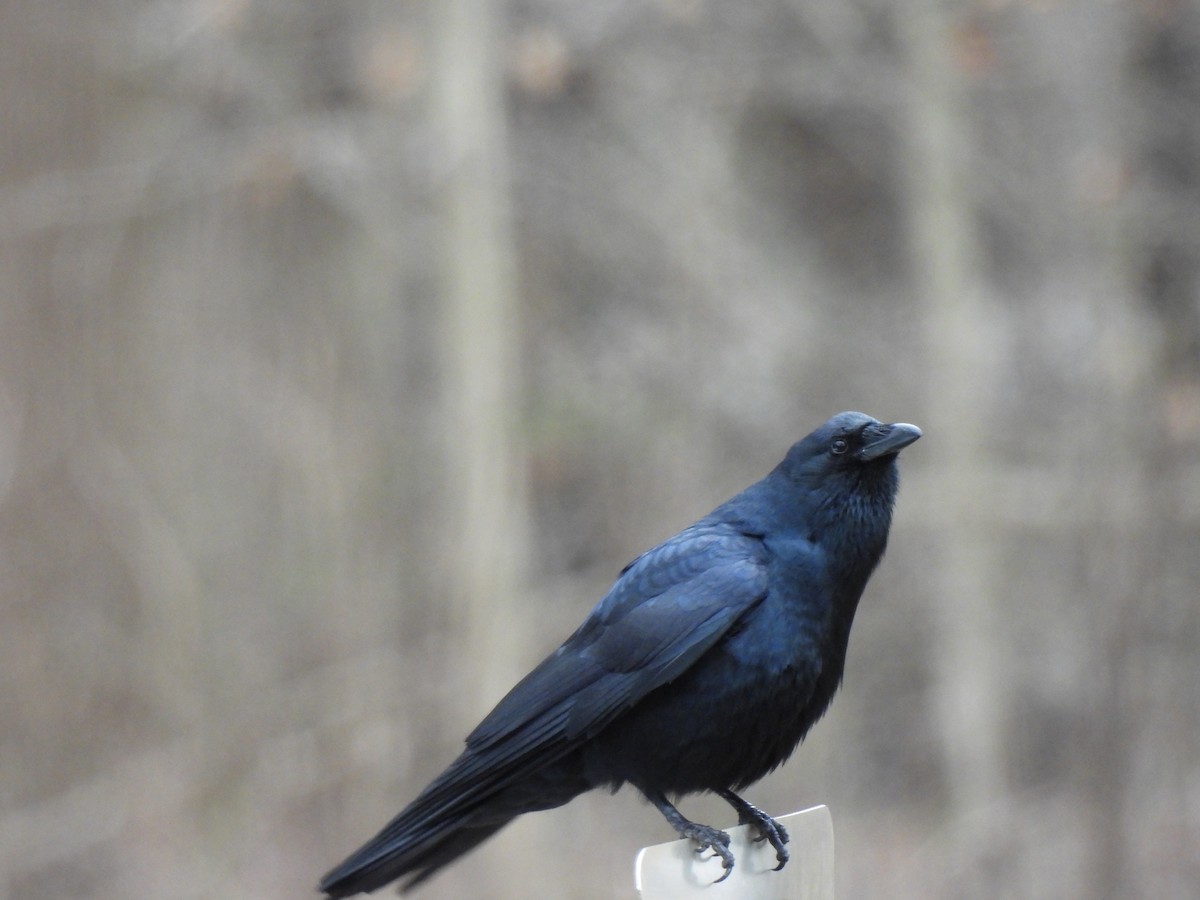 Ворона берегова - ML646880341