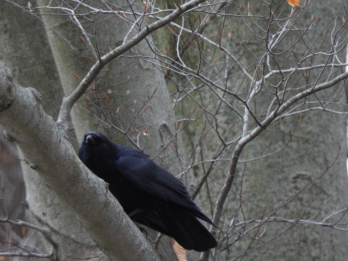 Ворона берегова - ML646880342