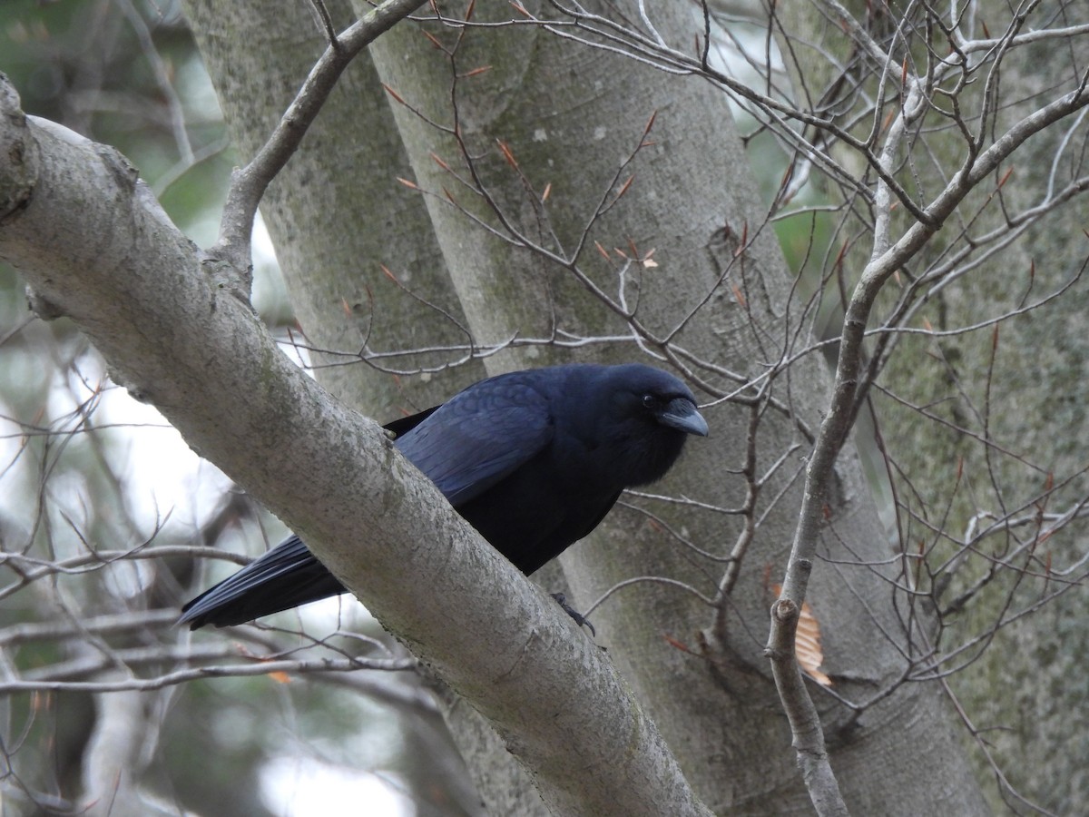 Ворона берегова - ML646880343