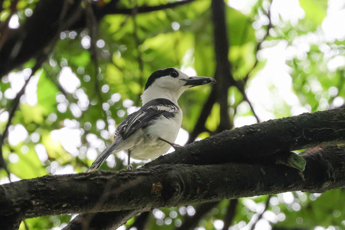 Ванга гачкодзьоба (підвид curvirostris) - ML646880344