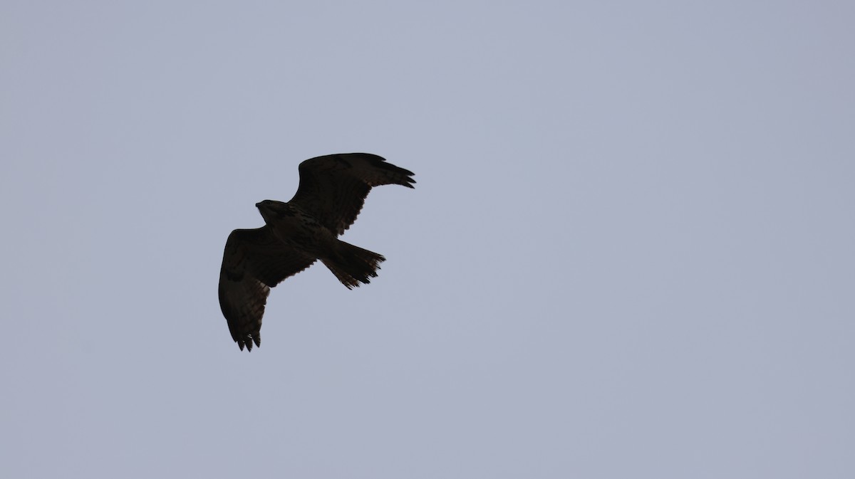 Канюк неоарктичний - ML646880345