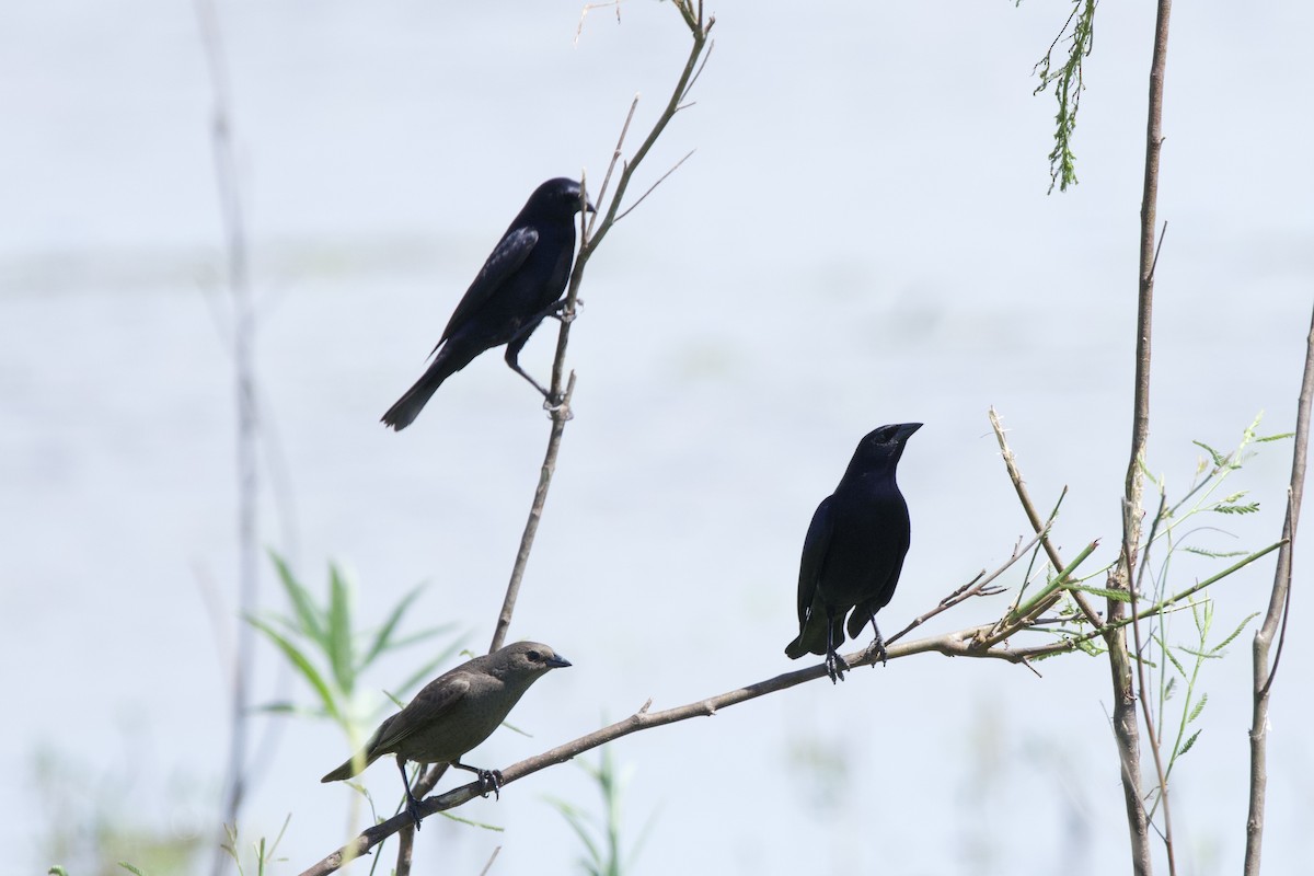 Вашер синій - ML646880347