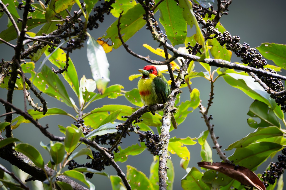 Евбуко багатобарвний (підвид glaucogularis) - ML646880348