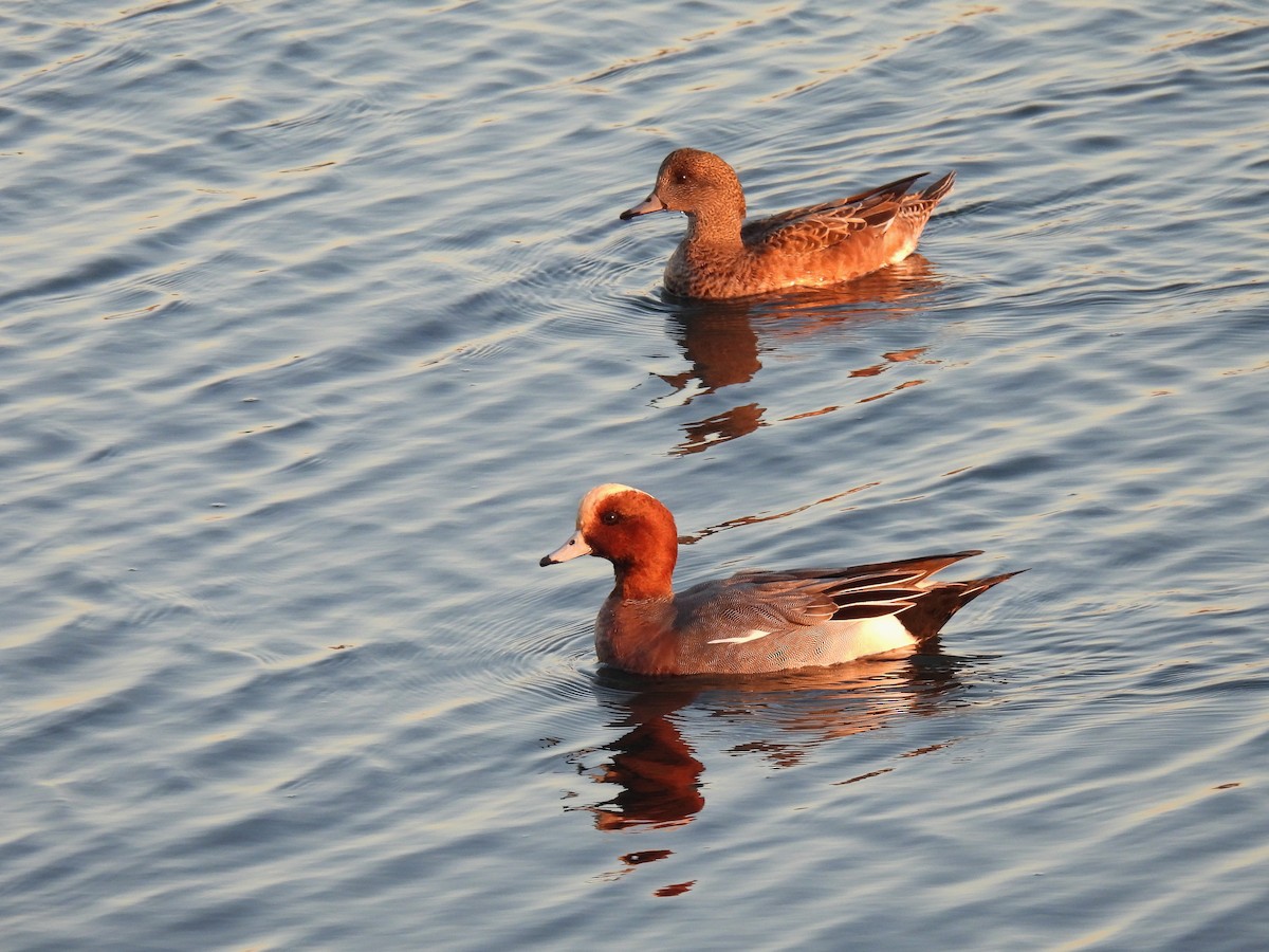 Свищ євразійський - ML646880349
