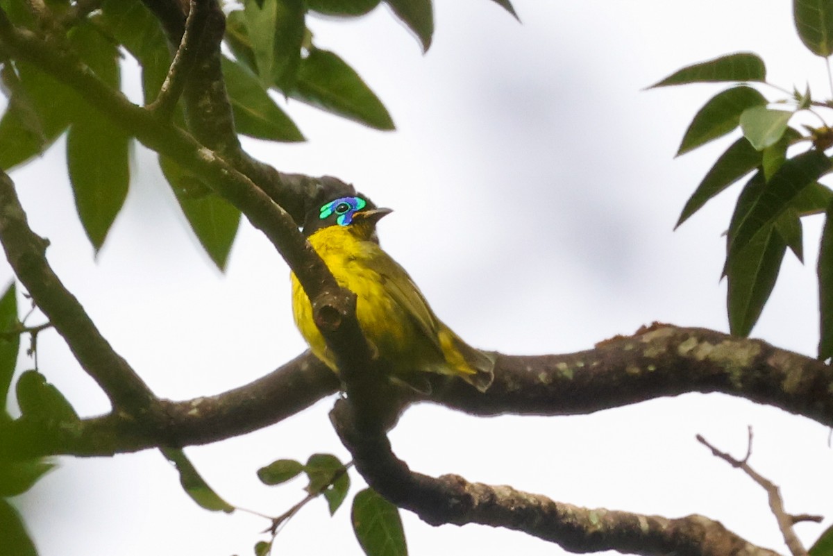 Асіті жовточеревий - ML646880350