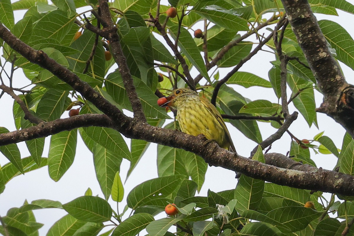 Асіті жовточеревий - ML646880351