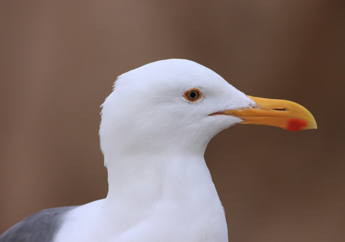 Мартин західний - ML646880355