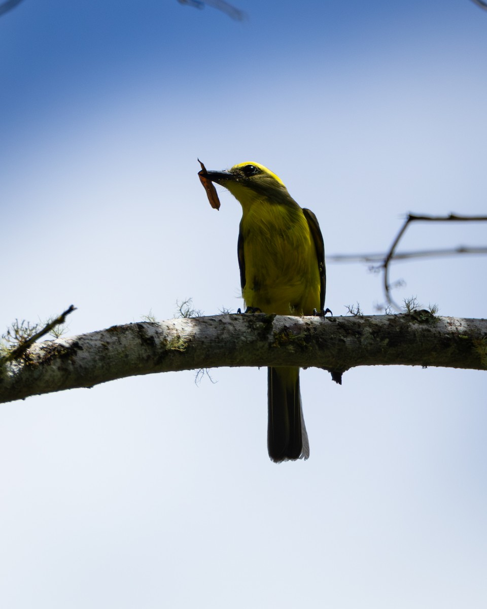 Конопа жовтоброва - ML646880356