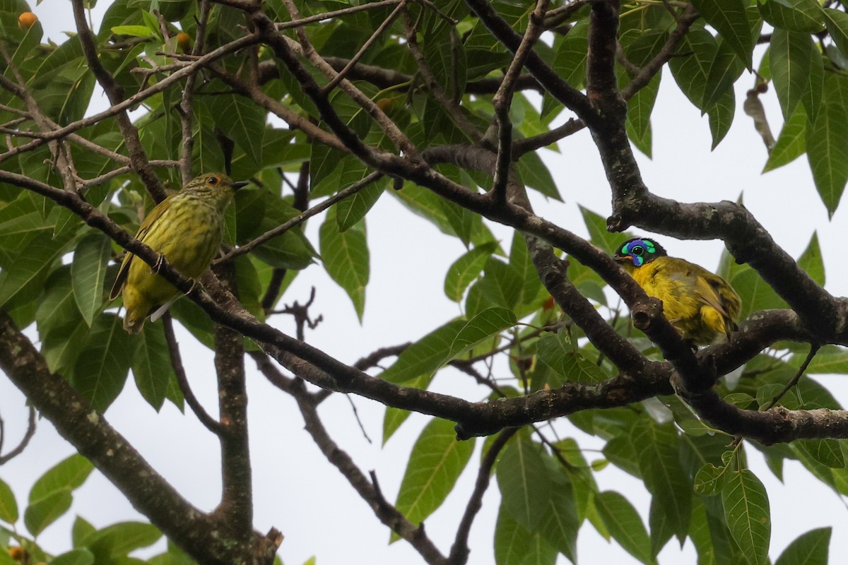 Асіті жовточеревий - ML646880357