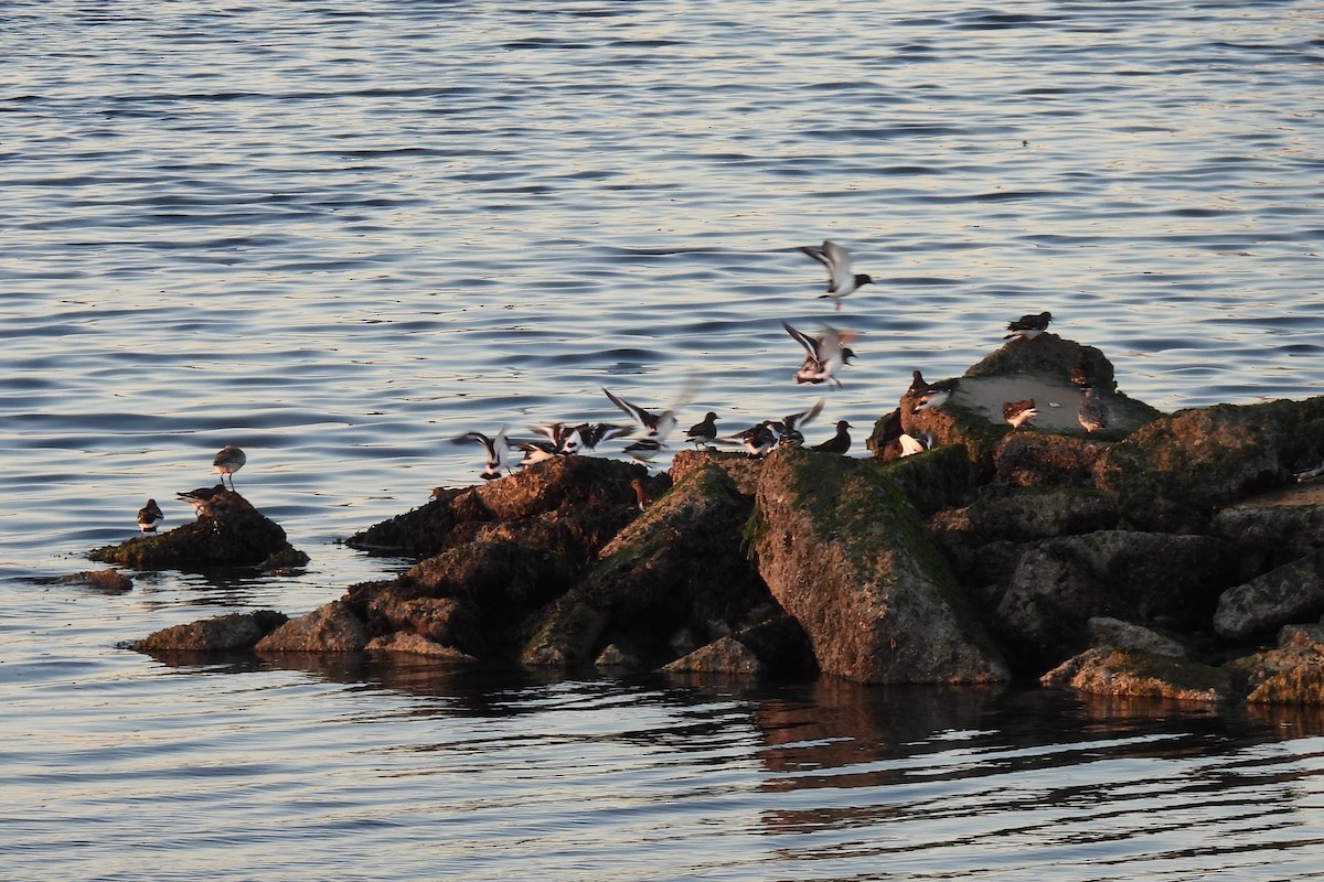 Крем'яшник чорний - ML646880358