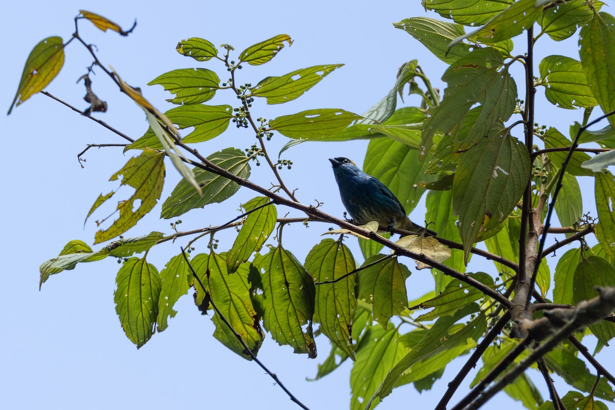 Танагра блакитна - ML646880360