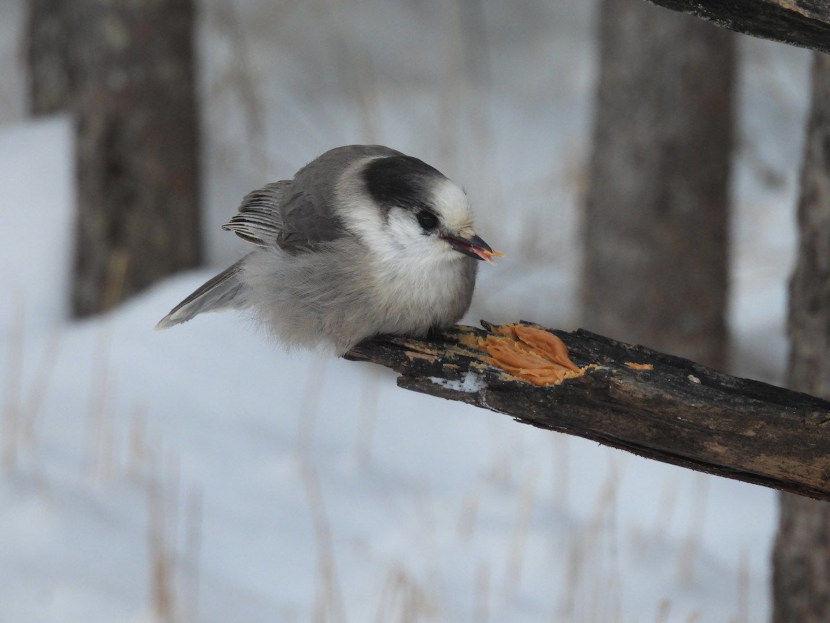 Кукша канадська [група canadensis] - ML646880361