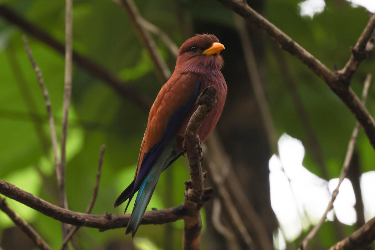 Широкорот африканський - ML646880362