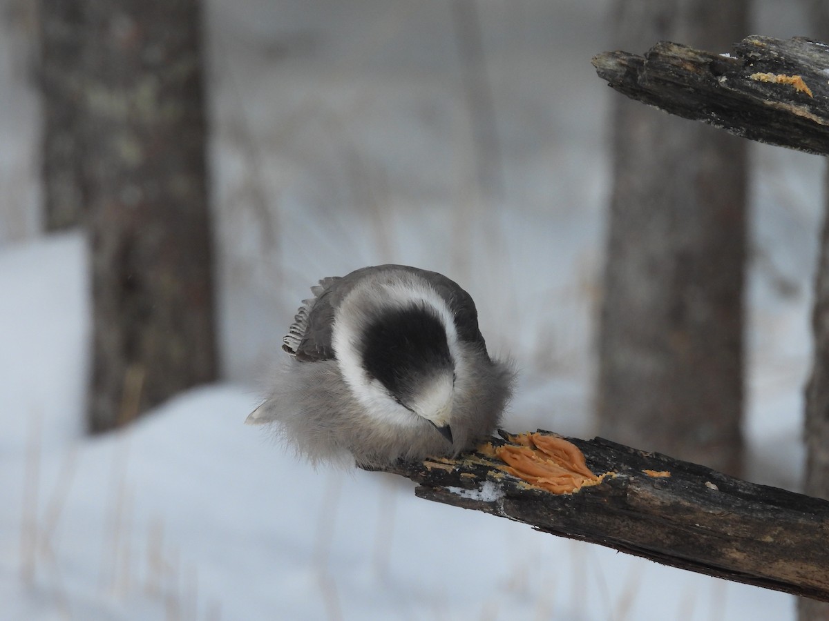 Кукша канадська [група canadensis] - ML646880363