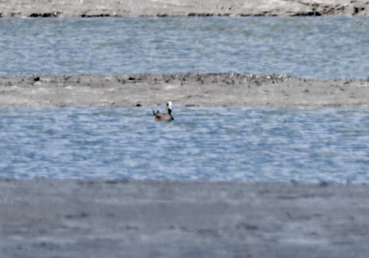 Свищ американський - ML646880364